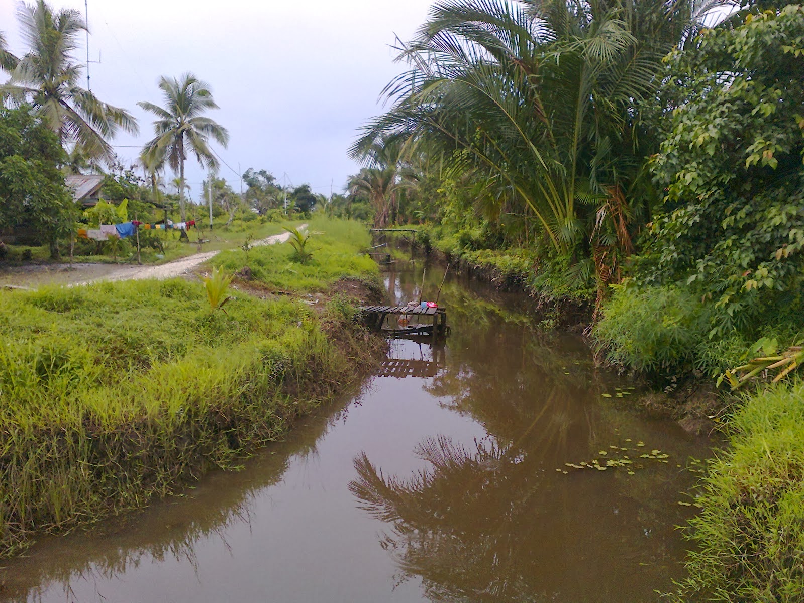 Gambar Ekosistem Rawa Air Tawar Contoh Gambar di Rebanas 