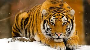 HD Tigers Wallpapers and Photos