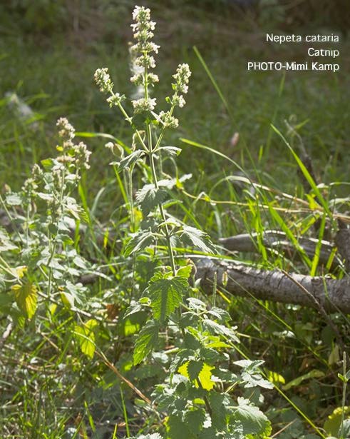 Zaicatzz Blog: CATNIP(ARAK KUCING/DADAH KUCING/UBAT PENENANG)