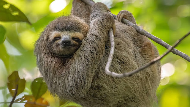 Sloth