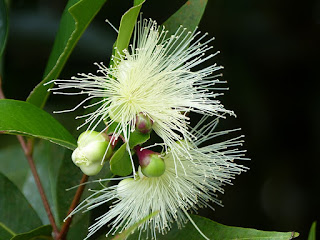 Syzygium jambos - Jamrosat - Jambosier