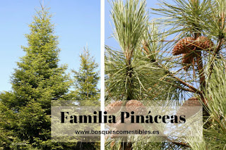 Familia Pinaceas