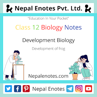 Class 12 Zoology Development of frog Notes