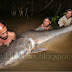 Catfish Raksasa Dari Thailand