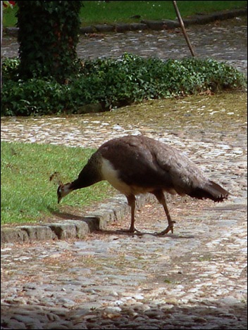 female peacock