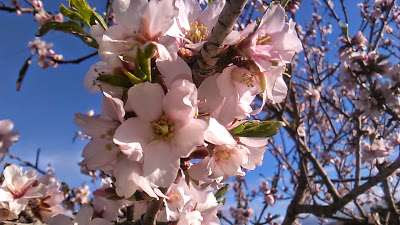 flores de almendro