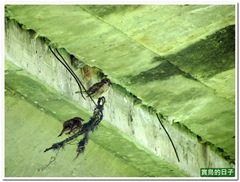 20110612_131313_088_ShuangxiRiver