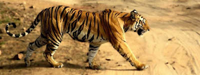 Tiger hd Wallpaper 66