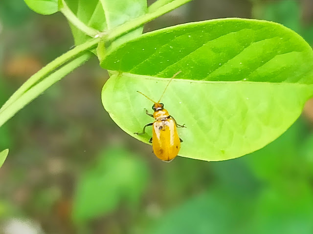Aulacophora coffeae, Kumbang Daun Berkepala Hitam