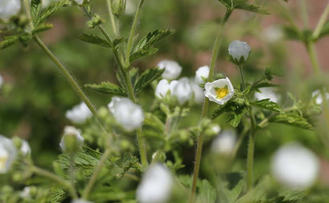 Potentilla Rupestris