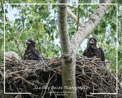 Two Juvenile Bald Eagles  © Shelley Banks, All Rights Reserved. 