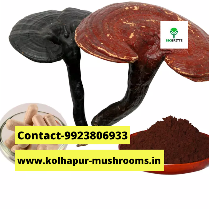 Ganoderma lucidum growing kit | mushroom spawns | biobritte store | 