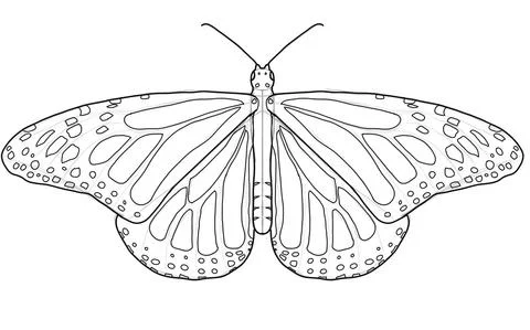 Cách vẽ một con bướm Monarch