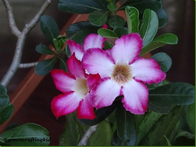 Flower7