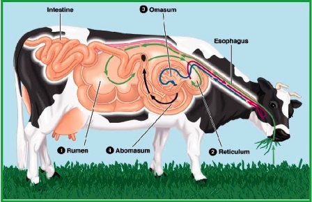 Pengertian Adaptasi Fisiologi  Beserta Contohnya Blog 