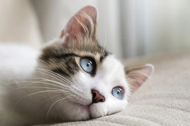 What Your cat's 10 Different Noises Mean