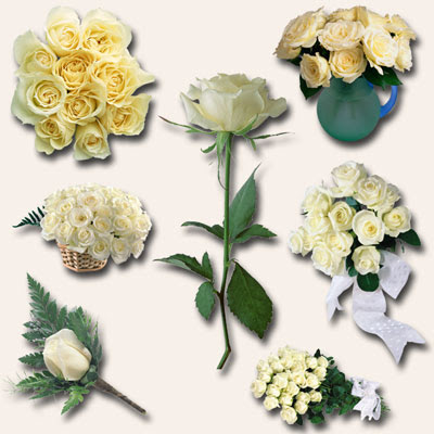 White roses - Белые розы