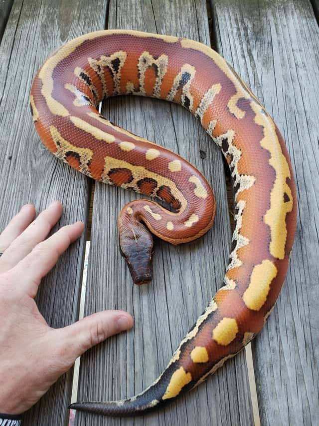 a pet blood python