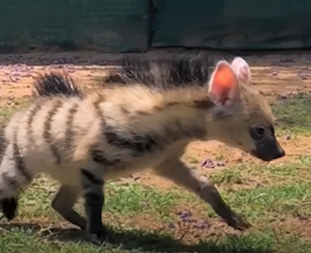 Aardwolf rescued