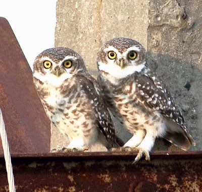 Spotted Owlet