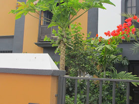 Carica papaya Tenerife
