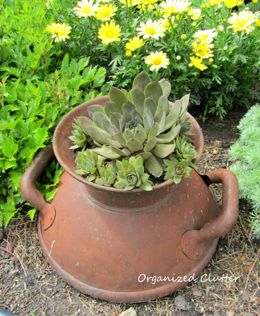 Photo of hen and chicks planted in a milk can top.