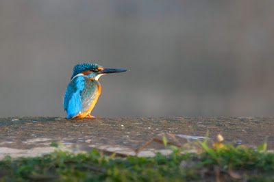 Kingfisher-perched-at-Rafina-Stream