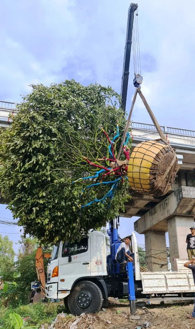 Hoa mắt với cây mai có tán rộng hơn căn nhà 6m, giá 1 tỷ đồng