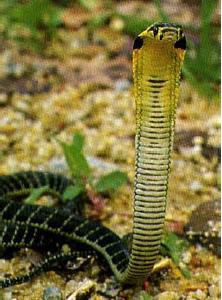 ular berbisa,venomous snake,undeadly snake
