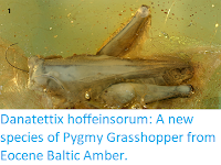 https://sciencythoughts.blogspot.com/2019/10/danatettix-hoffeinsorum-new-species-of.html