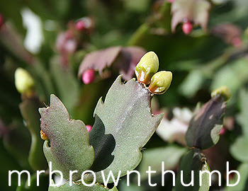 Christmas Cactus Blooms, How To Get your Christmas Cactus To Bloom