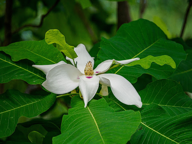 Bigleaf Magnolia flower