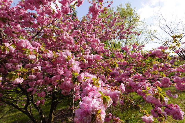 鳥取県西伯郡伯耆町小林 マウンテンストリームきしもと ヤエザクラ（八重桜）