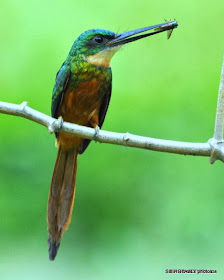 Yacamará: Galbula ruficauda