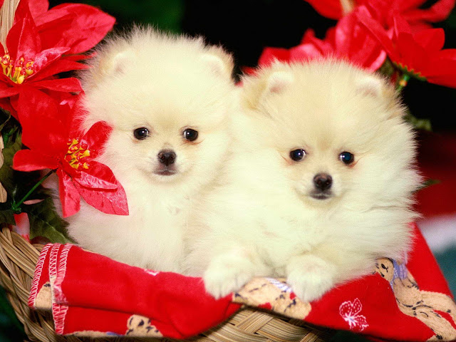 Cute Puppies HD Wallpaper Free Download