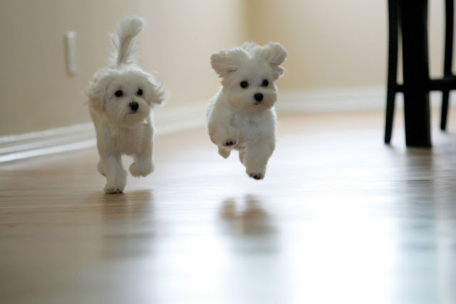 Maltese cute puppies running