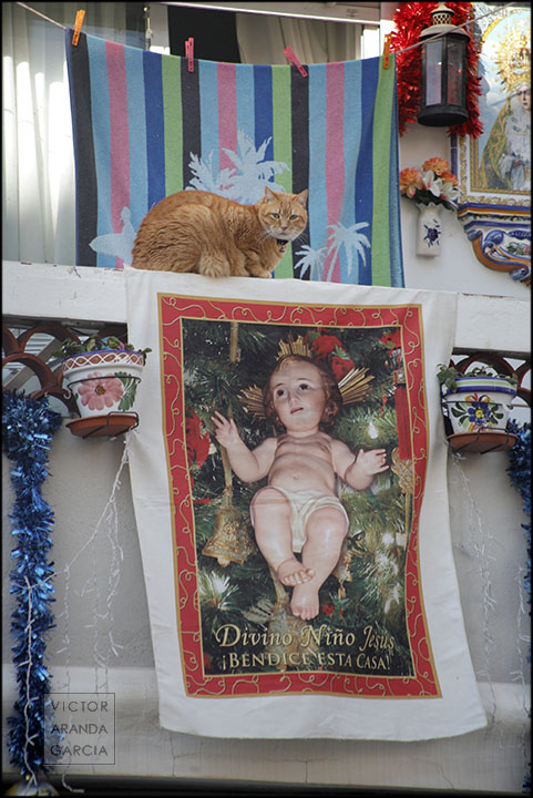 Fotografía de un gato asomado a un balcón con decoración navideña