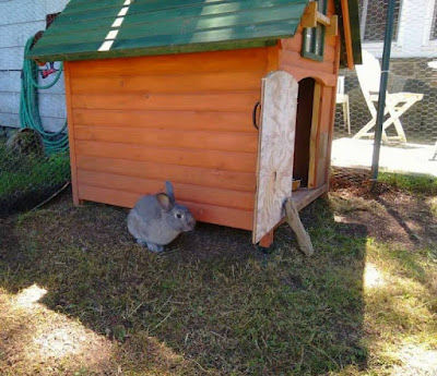 Rabbit home