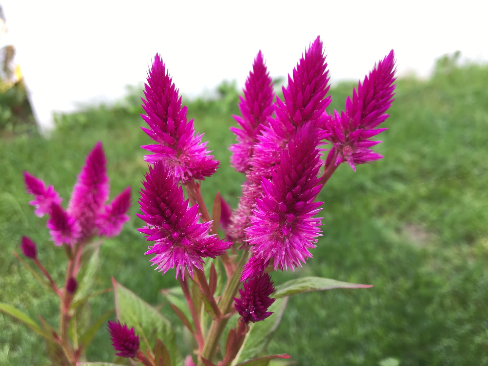 Bright Pink Fiery Feathery Annuals [Backyard Neophyte ...