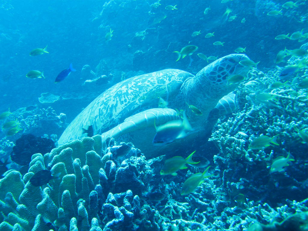 penyu bunaken