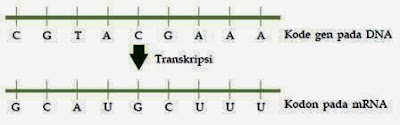 Sintesis Protein