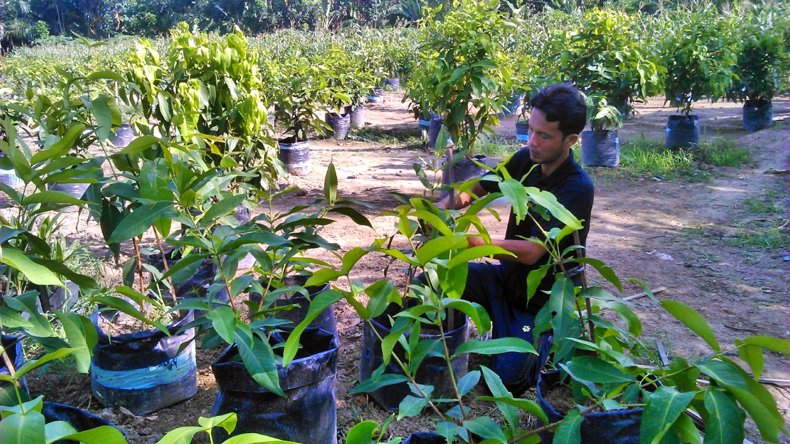 Tempat Berbagi Wawasan Seputar Tanaman Teknik Stek  