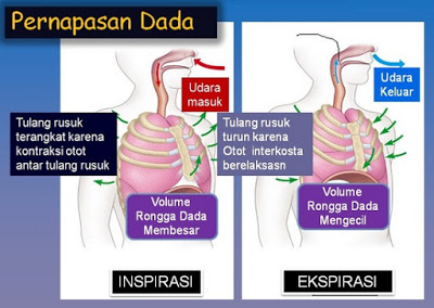 Proses Mekanisme Pernapasan Dada