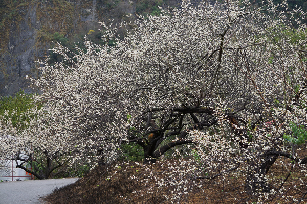 南投信義土場梅園(土場楊家梅園)馬路兩側雪白一片就像到了雪國