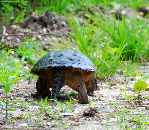 6. old man turtle-kab