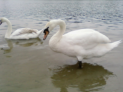 White Big Bird Wallpaper