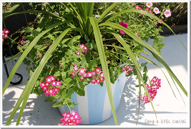 striped pot