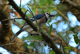 Blue-Jay