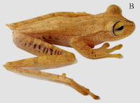 http://sciencythoughts.blogspot.co.uk/2014/06/four-new-species-of-treefrog-from-south.html