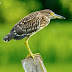 Night Heron Juvenile